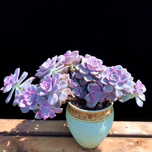 多肉植物绿植直播紫乐大老桩悬崖超大花卉盆栽室内好养云南直发