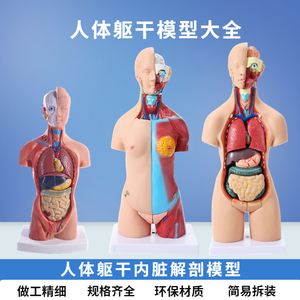 85cm28cm人体躯干解剖模型器官可拆卸医学教学心脏内脏模型玩具