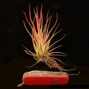 展示 空气凤梨 tillandsia leo j druid 德鲁伊精灵×章鱼