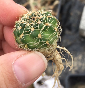 仙人球 脂粉丸4厘米