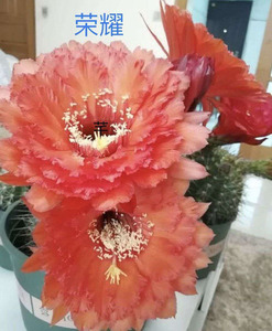 mr_jiongjiong淘宝毛花柱仙人球飞碟时光荣耀仙女北极星绿眼睛帕帕