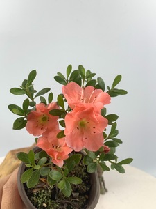 草木轩原生日本皋月杜鹃夏鹃品种若惠比须庭院绿植花卉盆栽重瓣