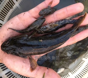 优质沙塘鳢鱼苗虎头鲨呆子鱼塘鳢土布鱼土才鱼虎头呆土婆鱼淡水鱼