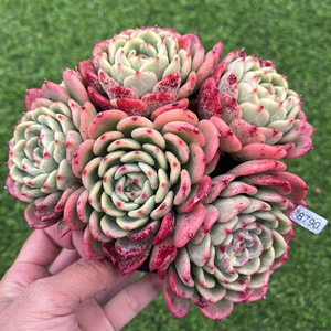 【精选一物一拍】三文鱼大棵老桩整桩,12cm盆,带土含盆好养多肉