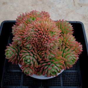 【精选一物一拍】罕见马库斯缀化,8cm盆,好养多肉