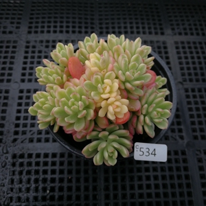 【精选一物一拍】塔洛克锦整桩,8.5cm盆,多肉植物