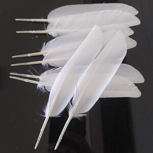 白色鸽子毛老鸽子翅膀毛南派花键尾巴毛鸽子羽毛老鸽毛白色翅膀毛