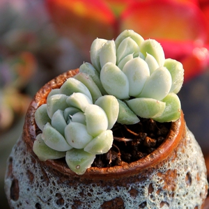 厚叶月影 阿尔卑斯月影 震撼低价 e家小屋 精美绿植多肉植物