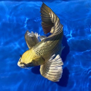 正宗台湾元山熊猫 火凤凰 银色熊猫蝴蝶鲤 冷水鱼