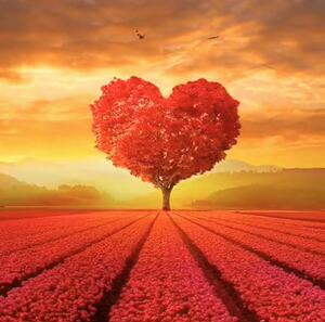 01元自动发货秒发秒评高清秋天树叶手机图片爱心枫叶