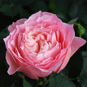 月季花阳台_月季花阳台价格_淘宝天猫热销月季花阳台货源拿货 - 阿里