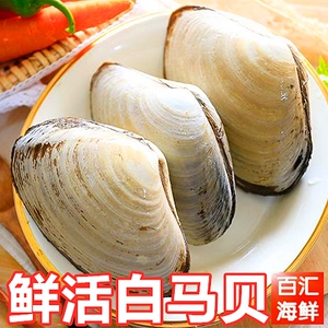 【鲜活马贝】烧烤刺身贝壳新鲜大北极贝海鲜活蚌日料食材刺身寿司