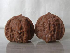 36 mm蓟县野生马蹄狮子头sm--184