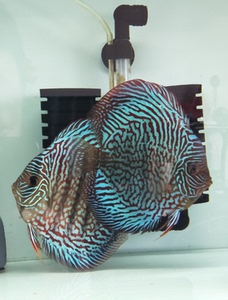 七彩神仙鱼虎纹松