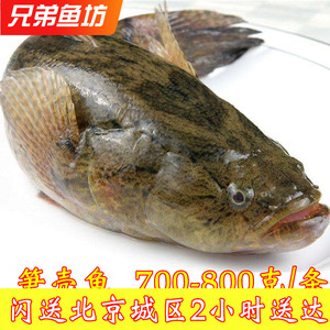 6斤/条 北京闪送鲜活笋壳鱼味道鲜美水产呆子鱼虎头鱼海鲜