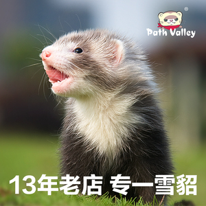 定金宠物貂活体派斯威力雪貂幼崽包活宿舍小型动物活物貂粘人包邮