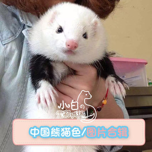 [中国熊猫色]小白雪貂城堡安哥鲁宠物貂活体幼崽安格鲁另类萌宠物
