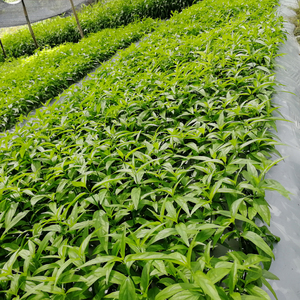 忧遁草苗马来黎王草优盾草忧盾草优顿草苗忧盾草忧顿草当天摘包邮