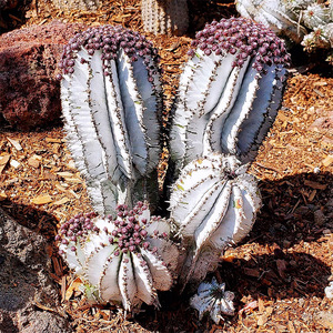 白衣魁伟玉稀有大戟科仙人球仙人掌室内阳台易养开花多肉植物盆栽