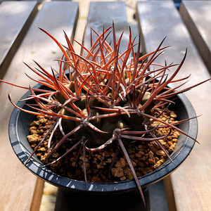 上集花园实生守金摩天龙仙人球稀有精品狂刺室内阳台多肉植物盆栽