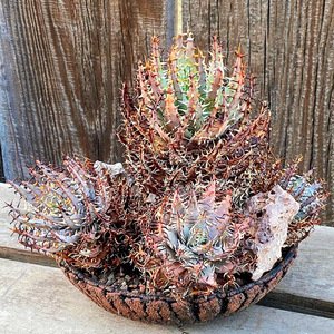 稀有原生芦荟黑魔殿趣味多肉植物耐寒耐旱阳台办公室防辐射小盆栽