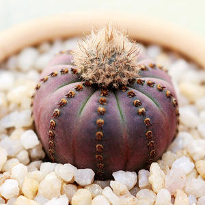 上集花园实生艳肌士童仙人球不扎手新手趣味桌面阳台多肉植物盆栽