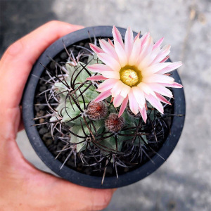 实生素妆玉仙人球智利球属短刺黑王稀有仙人掌室内多肉植物小盆栽