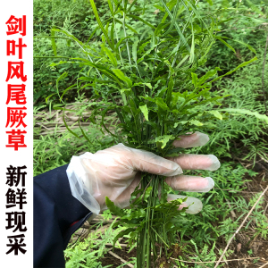 现采新鲜 剑叶凤尾蕨 三叉草 井边茜 凤尾草 中药保鲜发500g包邮