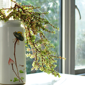 造型多肉植物大颗大型老桩稀有品种雅乐之舞肉肉盆景幽幽花径0118