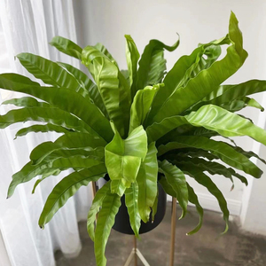 大型阔展宽叶鸟巢蕨大盆栽室内四季常青观叶绿植植物吸甲醛好养活