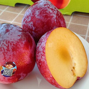 智利鸵鸟蛋李子 2斤 新鲜进口水果 绯红李 纯甜无酸感