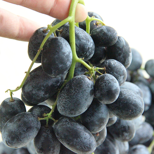 美国黑加仑提子