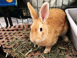 虎皮黄兔公主黄新西兰兔兔子活体肉兔比利时黑兔繁殖成种花巨活物