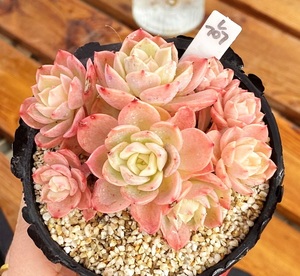 哈密瓜  肉肉多肉植物盆栽小绿植新手新品10cm盆 有根一物一拍