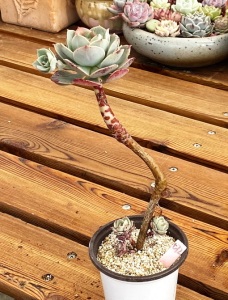 【克罗地亚多肉】克罗地亚多肉品牌,价格 - 阿里巴巴