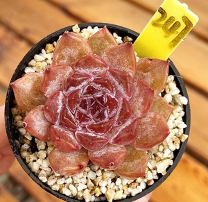 糖心微熏  处理 韩国新品冰糖心钻石肉肉多肉有根5cm盆一物一拍