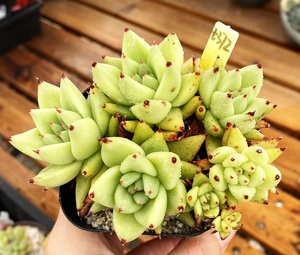 黄金玛利亚小群 多肉 绿植盆栽可爱 6厘米盆不包整 有根 一物一拍