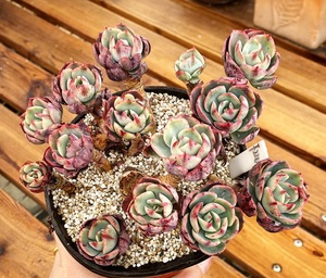 阿美星老桩群  多肉植物10厘米盆 有根 不包整一物一拍 孤品特选