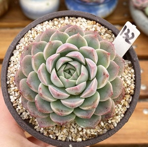 多肉植物 可爱多肉 阿尔巴美尼不包整 9cm盆 有根 一物一拍