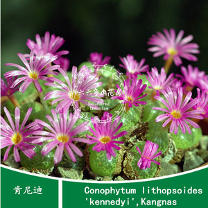 【肯尼迪 cono.lithopsoides kennedyi,kangnas】六六肉锥种子