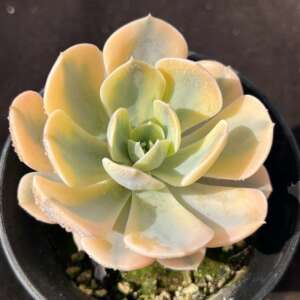 鲁氏锦 多肉植物景天科 鲁氏锦 一物一拍趣味盆栽多肉植物