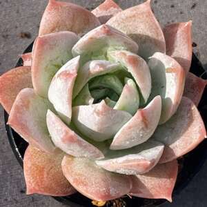 木樨甜心 多肉植物景天科 甜心 一物一拍趣味盆栽多肉植物