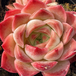 梦幻星云 多肉植物景天科 梦幻星云 一物一拍趣味盆栽多肉植物