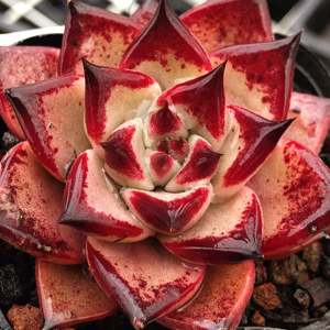 kusu 库苏多肉 血罗x黑檀汁 东云杂交新品 乌木一物一拍