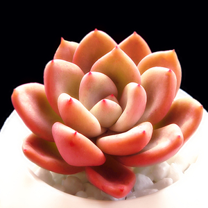 奶油鳄梨 新款多肉植物 超萌多肉 组合盆栽 阳台肉肉 绿植花卉