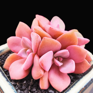 加成园艺 彩虹糖多肉植物 粉色系 超萌可爱肉肉植物组合桌面绿植