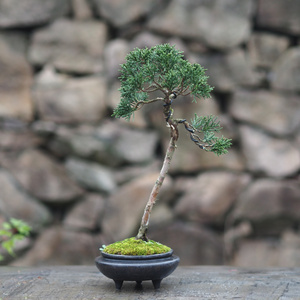 济州真柏盆景微型植物小品一物一拍老桩室内好养景观四季常青盆栽