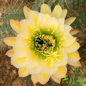 美丽毛花柱58 六月午  小球直径4厘米
