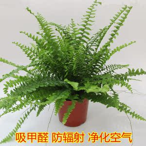 盆栽植物小叶铁线蕨蕨类观叶吸甲醛防辐射净化空气绿植波斯顿蕨