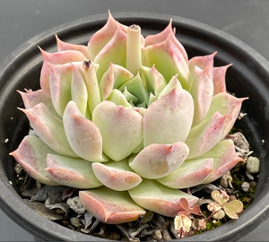 佳境园艺 新品海琳娜杂交海菲丝7cm 多肉植物 一物一拍 满58包邮